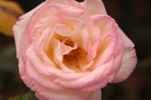 IMG 0343 IMG 0343
